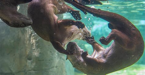 Swimming Otter Underwater