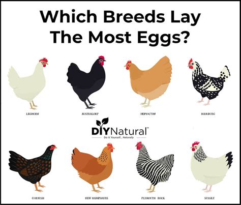 Best Egg Laying Chickens: A List of The 15 Best Chicken Breeds for Eggs