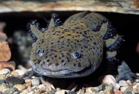 Can Axolotls Eat Nightcrawlers? Discover The Untold Facts - Vet Advises