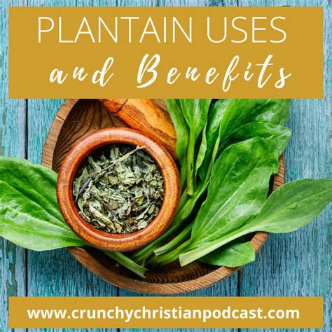 Plantain Uses and Benefits - Ultimate Homeschool Podcast Network