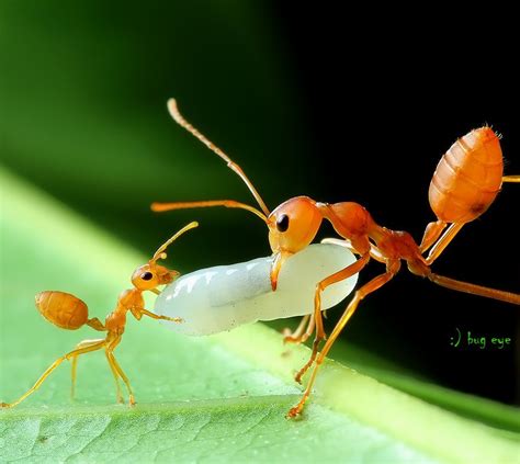 Похожее изображение | Insect photography, Wildlife photography, Animal ...