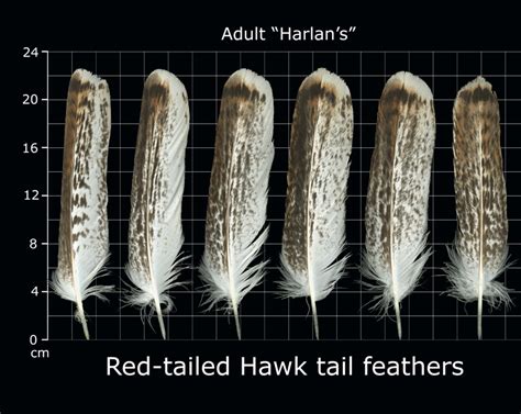 Red Tail Hawk Pic - The Feather Atlas | nawpic