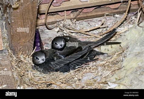 Swift Bird Nest High Resolution Stock Photography and Images - Alamy