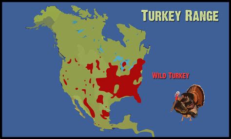 Wild Turkey - Untamed Science