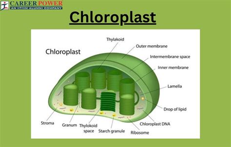 Chloroplast: Definition, Diagram, Functions and Structure