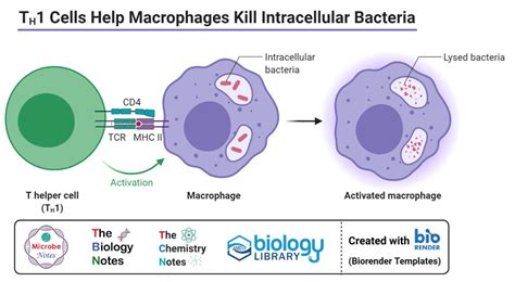 Macrophage Cell Structure Images, Photos | Mungfali