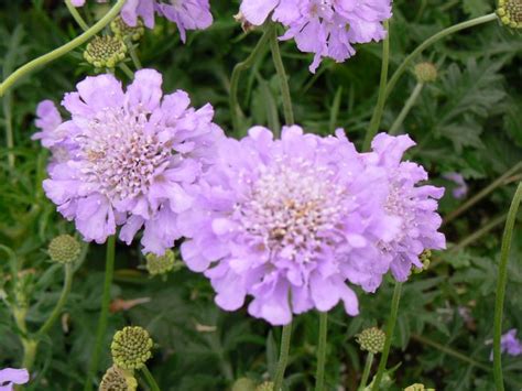 Scabiosa columbaria 'Butterfly Blue' Scabiosa 'Butterfly Blue' from ...