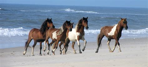 Horse Photography Beach Beauty Wild Horses Wild Horse photograph Horse ...