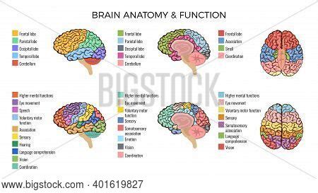 Human Brain Anatomy Vector & Photo (Free Trial) | Bigstock