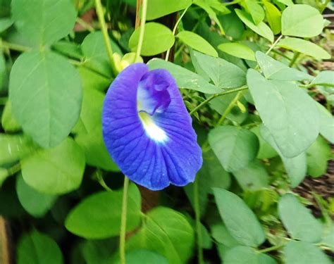 Manfaat Bunga Telang (Clitoria Ternatea) untuk Kesehatan dan Kebun ...