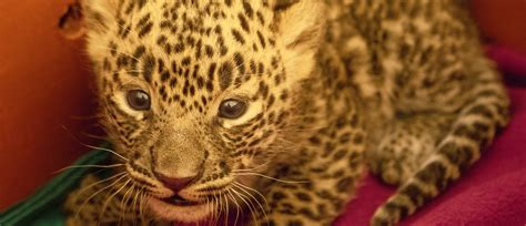 Leopard Mother And Her Two Cubs: A Tale Of Reunification - Wildlife SOS