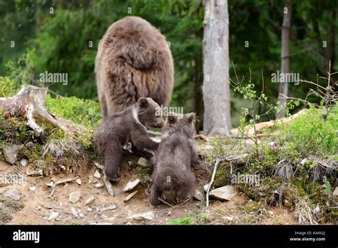 Brown bear with cubs in forest Stock Photo - Alamy