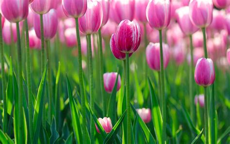 Download Flower Nature Tulip HD Wallpaper