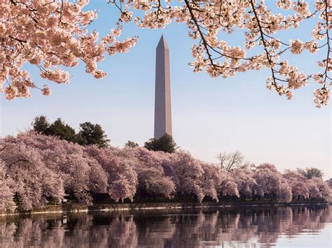 Celebrate D.C.’s Cherry Blossom Festival at These Hotels - Condé Nast ...