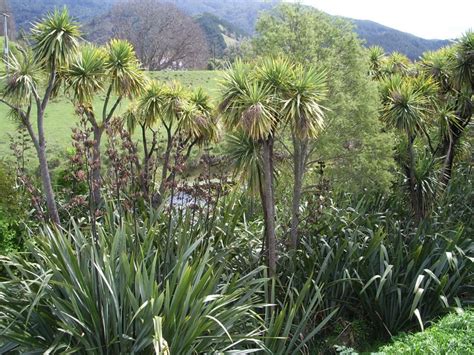 Area around the Wairau incident today | NZHistory, New Zealand history ...