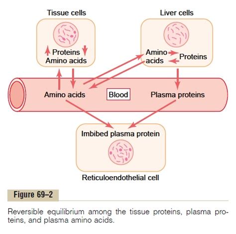 Functional Roles of the Plasma Proteins