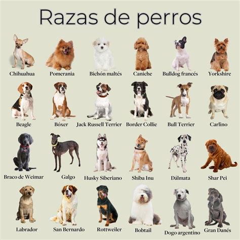 Razas de perros: nombres, fotos y características