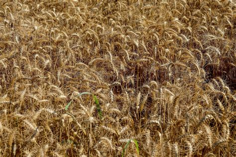 Wheat field background 15748810 Stock Photo at Vecteezy