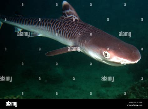 Tiger shark pup Galeocerdo cuvier Oahu Hawaii N Pacific Stock Photo - Alamy