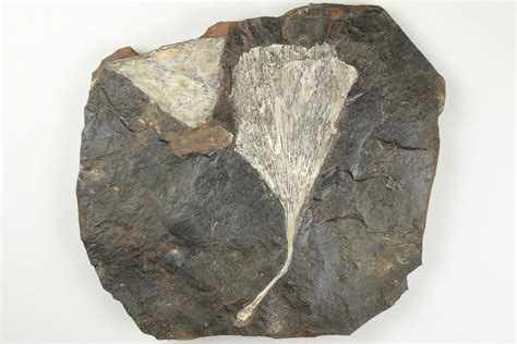 Two Fossil Ginkgo Leaves From North Dakota - Paleocene (#201286) For ...