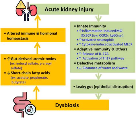 IJMS | Free Full-Text | Acute Kidney Injury and Gut Dysbiosis: A ...