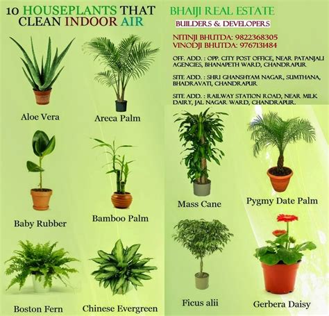 Bhaiji Real Estate: 10 Houseplants That Clean Indoor Air