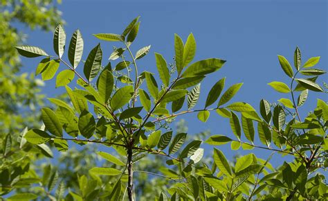 A Closer Look at Poison Sumac — In Defense of Plants