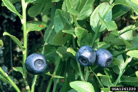 whortleberry (Vaccinium myrtillus)