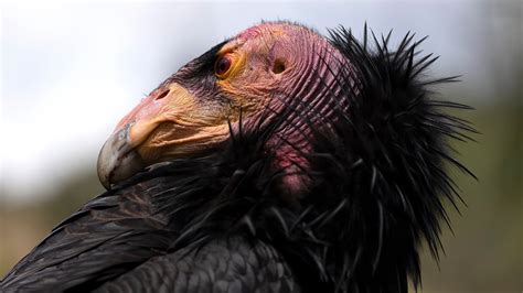 Bird Flu Vaccine Authorized for Emergency Use in California Condors ...