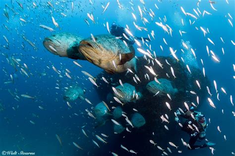 Goliath Grouper Spawning Season Goliath Grouper Spawning Season