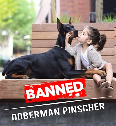 11 Countries Where Doberman Pinschers Are Banned or Restricted - PetHelpful