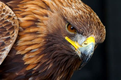 Golden Eagle Wallpaper (61+ images)