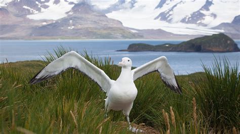 Albatross Wingspan Compared To Human