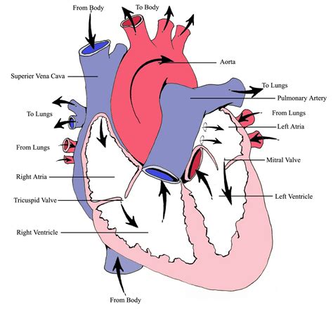 FIREFIGHTER/PARAMEDIC STORIES: Heart Rhythms Part 1: Basic Heart Anatomy