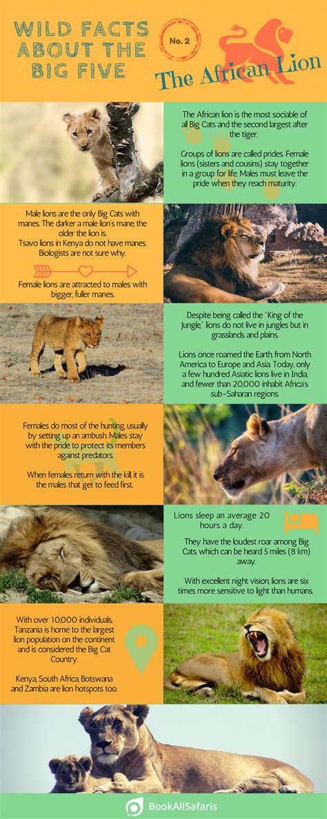 Wild Facts About The Big Five No 2 The African Lion Infographic ...