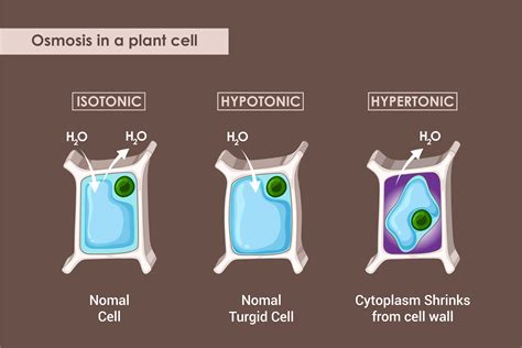 Explain the process of Osmosis with an example where it occurs | TEL Gurus