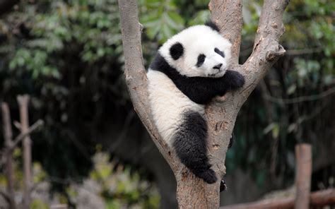 Dopo decenni il panda gigante è fuori dalla lista di estinzione | Lega ...