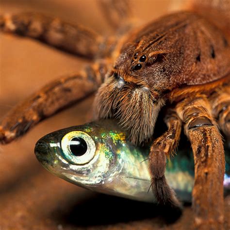 Spider Eating Insect