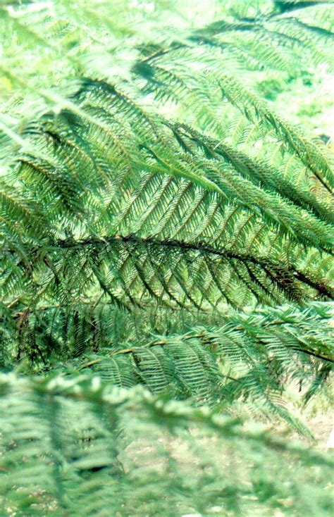 Fern Fronds Free Photo Download | FreeImages