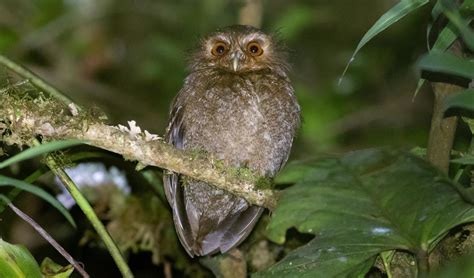 Long-whiskered owlet facts, distribution & population | BioDB