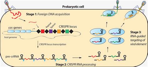 CRISPR Systems - Doudna Lab