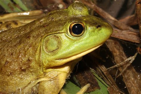 The American Bullfrog: Why Is It Not Suitable as a Pet? - My Animals