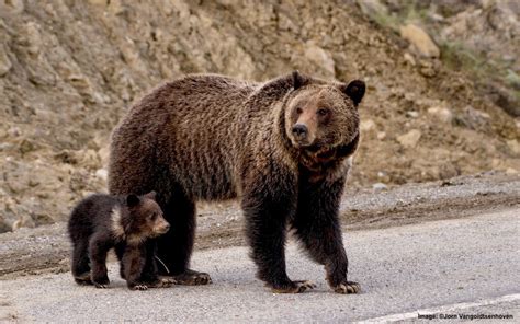 Felicia, a Young Grizzly Bear Mom in Trouble — Destination: Wildlife™