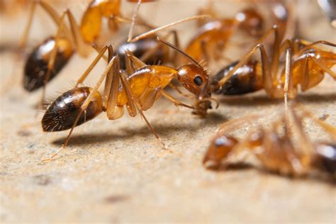 What are Ghost Ants? – Excalibur Pest Control