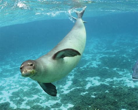 Mediterranean monk seal-A warm-water seal - About Wild Animals