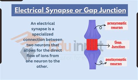 Electrical Synapse-Steps, Types, Examples, Functions, and Advantages