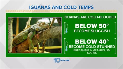 Falling iguanas expected Christmas Day in South Florida ...