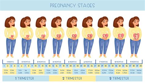 Pregnancy stages :: Behance