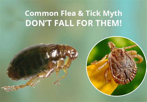 4 Common Flea And Tick Myths – DON’T FALL FOR THEM!