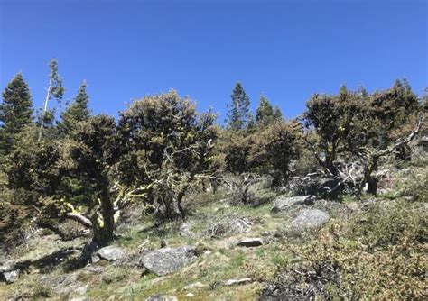 Cercocarpus ledifolius-Curl leaf mountain mahogany - Klamath Siskiyou ...